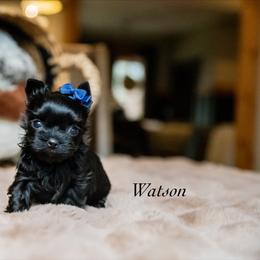 Watson - Black and gold male Yorkshire Terrier puppy in Marmaduke, Arkansas from Copper Ridge Yorkies