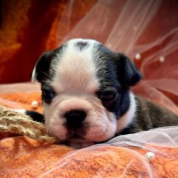 Damsel - Black brindle and white female Boston Terrier puppy in Rockville, Indiana from Blaze Of Glory Bostons & Frenchies