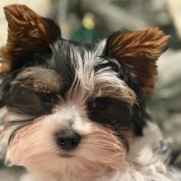 Star - Yorkshire Terrier