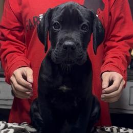 Purple collar - Black female Cane Corso puppy in Clewiston, Florida from Far From Average Kennels
