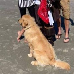 Golden Retrievers from Wilkins Jennifer