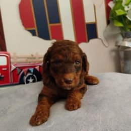 Geillis - Phantom female Poodle puppy in Calhoun, Georgia from Johnson Kennels