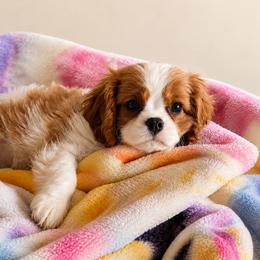 Bodhi - Akc - Blenheim male Cavalier King Charles Spaniel puppy in Shepherdsville, Kentucky from Cavalierkentuckypride