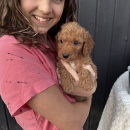 Red - Red  male Goldendoodle puppy in Rush, New York from Care Bear Puppies