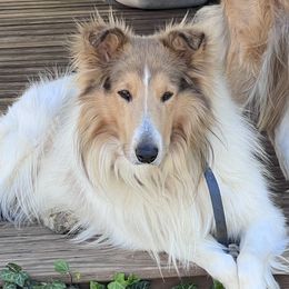 Tater - Collie