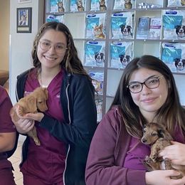 Dachshund Puppies from Mini Doxies R Us