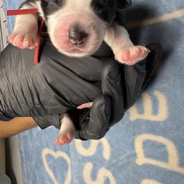 Australian Shepherd Puppies from Good Karma Aussies