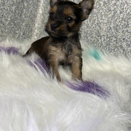 Yorkshire Terrier Puppies from Lovely Yorkies Colorado