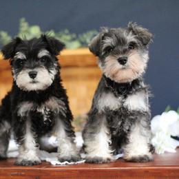 Miniature Schnauzer Puppies from Clay Hill Kennels