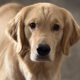 Fern - Golden Retriever