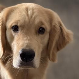 Fern - Golden Retriever