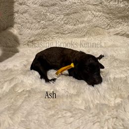 Ash - Brindle female Poodle puppy in Troy, Alabama from Redmond Rose Kennel