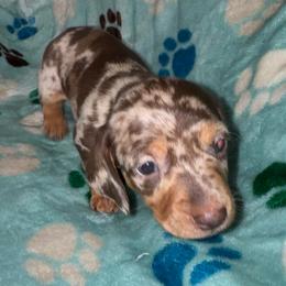 AKC Valentine - Dapple male Dachshund puppy in Knoxville, Tennessee from Thea's Puppies