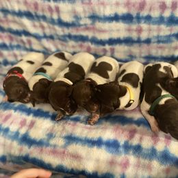 German Shorthaired Pointer and Jack Russell Terrier Puppies from Ivy Creek Kennels