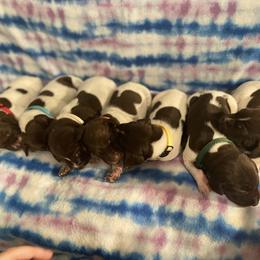 German Shorthaired Pointer and Jack Russell Terrier Puppies from Ivy Creek Kennels