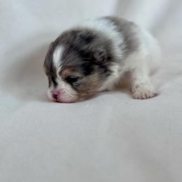 Mellow - Lavender male Pomeranian puppy in Canandaigua, New York from Fingerlakes Pomeranians