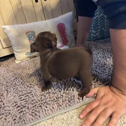Aussiedoodle, Bulldog, Miniature Australian Shepherd, Poodle, and Toy Australian Shepherd Puppies from Mowry Creek Mini Aussiedoodles and More