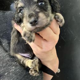 Boston Boy 1 - Black and cream male Dachshund puppy in Bigfork, Minnesota from Dachshunds Up North