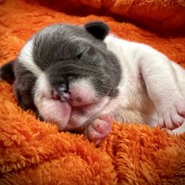 Dreamcatcher - Blue male French Bulldog puppy in Rockville, Indiana from Blaze Of Glory Bostons & Frenchies