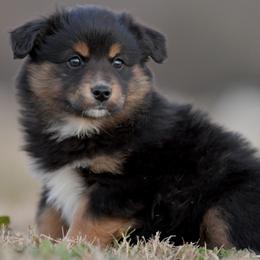 Georgia - Black tri female Miniature Australian Shepherd puppy in Hartman, Arkansas from Southern Edition Aussies