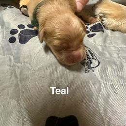 Teal Collar - Golden male Golden Retriever puppy in Tulsa, Oklahoma from Triple J Goldens, LLC