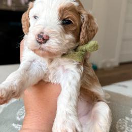 Cash - Green collar - Red  male Goldendoodle puppy in Ruthorfordton, North Carolina from Duncan Doodles Goldendoodles