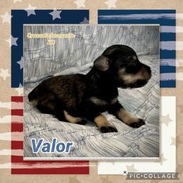 Valor - Black and silver male Miniature Schnauzer puppy in Independence, Missouri from Crown Schnauzers KC