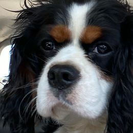 Loki - Cavalier King Charles Spaniel
