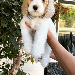 Boy 2 - Bernedoodle puppy in Modesto, California from Two Doods Doodles