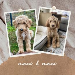 Goldendoodle Puppies from Lundee Doodles