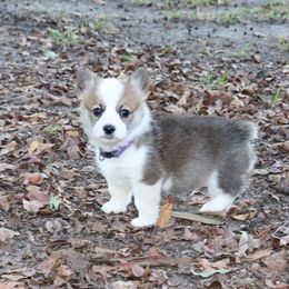 Pembroke Welsh Corgi Puppies from Crown AB Farms Pembroke Welsh Corgis