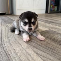 Girl 1 - Black and white female Alaskan Klee Kai puppy in Beverly Hills, Florida from Lucky Charm Klee Kai