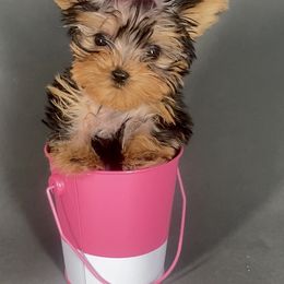 Pomeranian and Yorkshire Terrier Puppies from BC Breeders Association