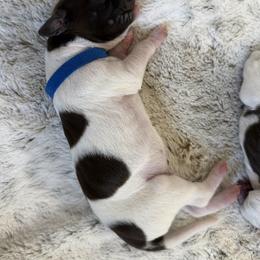 Nolan - Liver and white male German Shorthaired Pointer puppy in Conroe, Texas from The Tipsy Rabbit