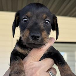 Companion Cross, Dachshund, and Miniature Schnauzer Puppies from Sheri Lauritsen
