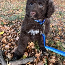 Portuguese Water Dog Puppies from Cornerstones Porties