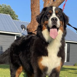 Scarlett - Bernese Mountain Dog