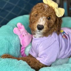 Rita - Red  female Goldendoodle puppy in Miami, Florida from Magdoodles