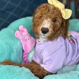 Rita - Red  female Goldendoodle puppy in Miami, Florida from Magdoodles