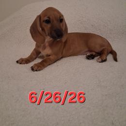 Diva - Red female Dachshund puppy in Bakersfield, California from Dachshund Love