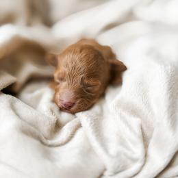 Wrangler - Red  male Poodle puppy in Graham, North Carolina from Cyndi’s Poodles