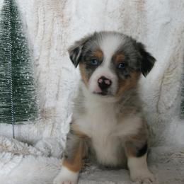 Blue - Blue male Companion Cross puppy in Fairview, South Dakota from Dakota Toy Aussies