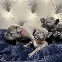 French Bulldog Puppies from Pardon My Frenchiez Kennels