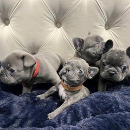 French Bulldog Puppies from Pardon My Frenchiez Kennels