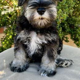Giant Schnauzer and Miniature Schnauzer Puppies from My Angel Schnauzers
