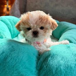Pearl - Cream and white female Shih Tzu puppy in Hermiston, Oregon from Butterfly Shih Tzu Pups