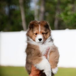 Boy 1 - Sable and white Shetland Sheepdog puppy in Weeki Wachee, Florida from Cathance Shetland Sheepdogs