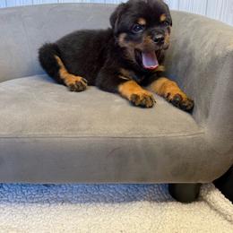 Black boy - Black and mahogany male Rottweiler puppy in Reno, California from VHF