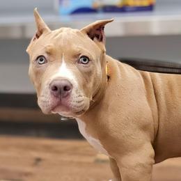 Lilac Fawn Female - Lilac tri-color female American Bully puppy in Lexington, Kentucky from Deuce's Den