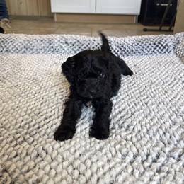 Luna - Black female Cavapoo puppy in Sugarcreek, Ohio from True Hearted Doodles